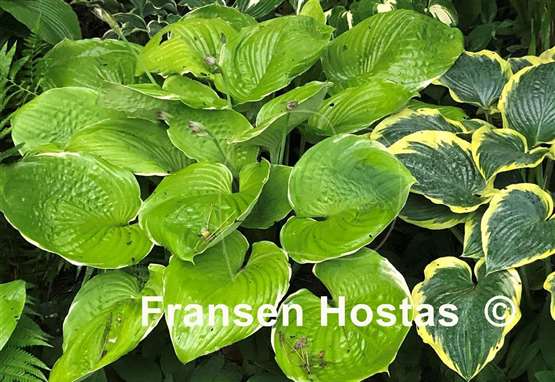 Hosta Parhelion